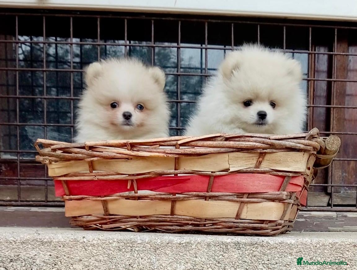 Pomerania perros en venta: Pomerañia toy - Anuncio 14