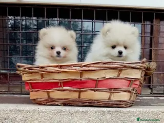 Pomerania perros Pomerañia toy - Anuncio 11
