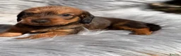Teckel Miniatura perros en venta: Teckel pelo duro miniatura  - Anuncio 4