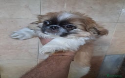 Pekinés perros en venta: Pequines  - Anuncio 3