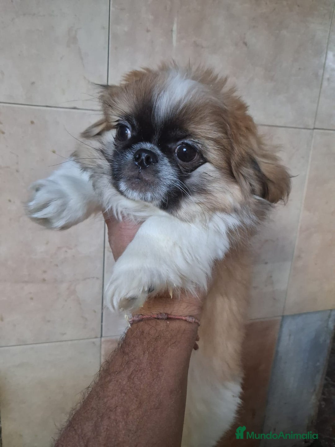 Pekinés perros en venta: Pequines  - Anuncio 3