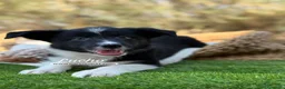 Border Collie perros en venta: CRIADERO DE BORDER COLLIE - Anuncio 1