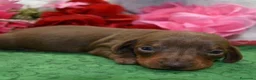 Teckel Miniatura perros en venta: TECKEL EN CATALUÑA  - Anuncio 4