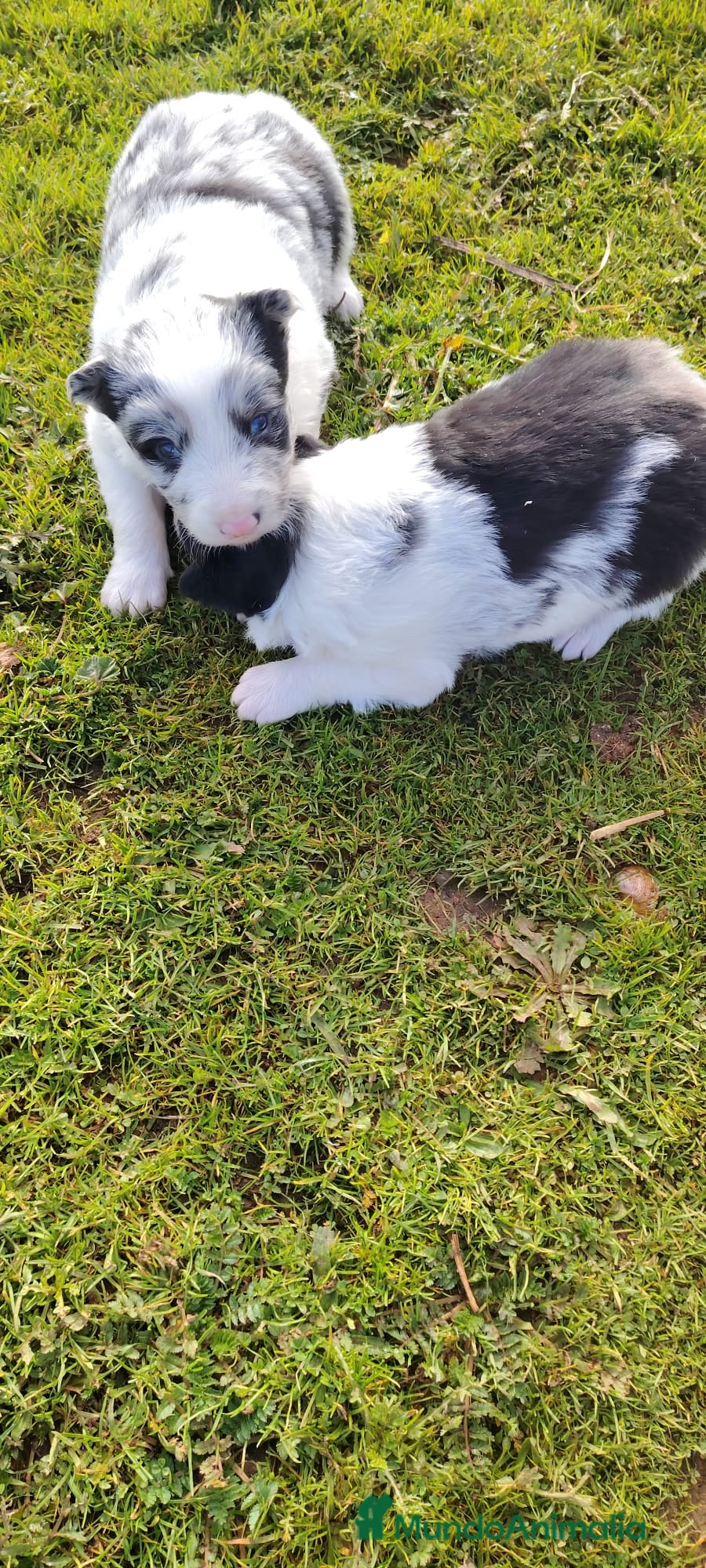 Border Collie perros Cachorros de Border Collie  - Anuncio 2