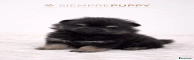 Pomerania Cachorro 1