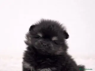 Pomerania perros POMERANIA LULÚ NEGRO TAN - Anuncio 5