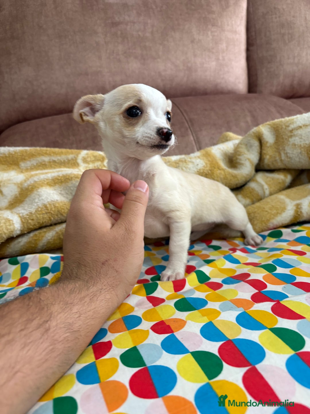 Chihuahua perros en venta: Chihuahuas Toy  - Anuncio 2