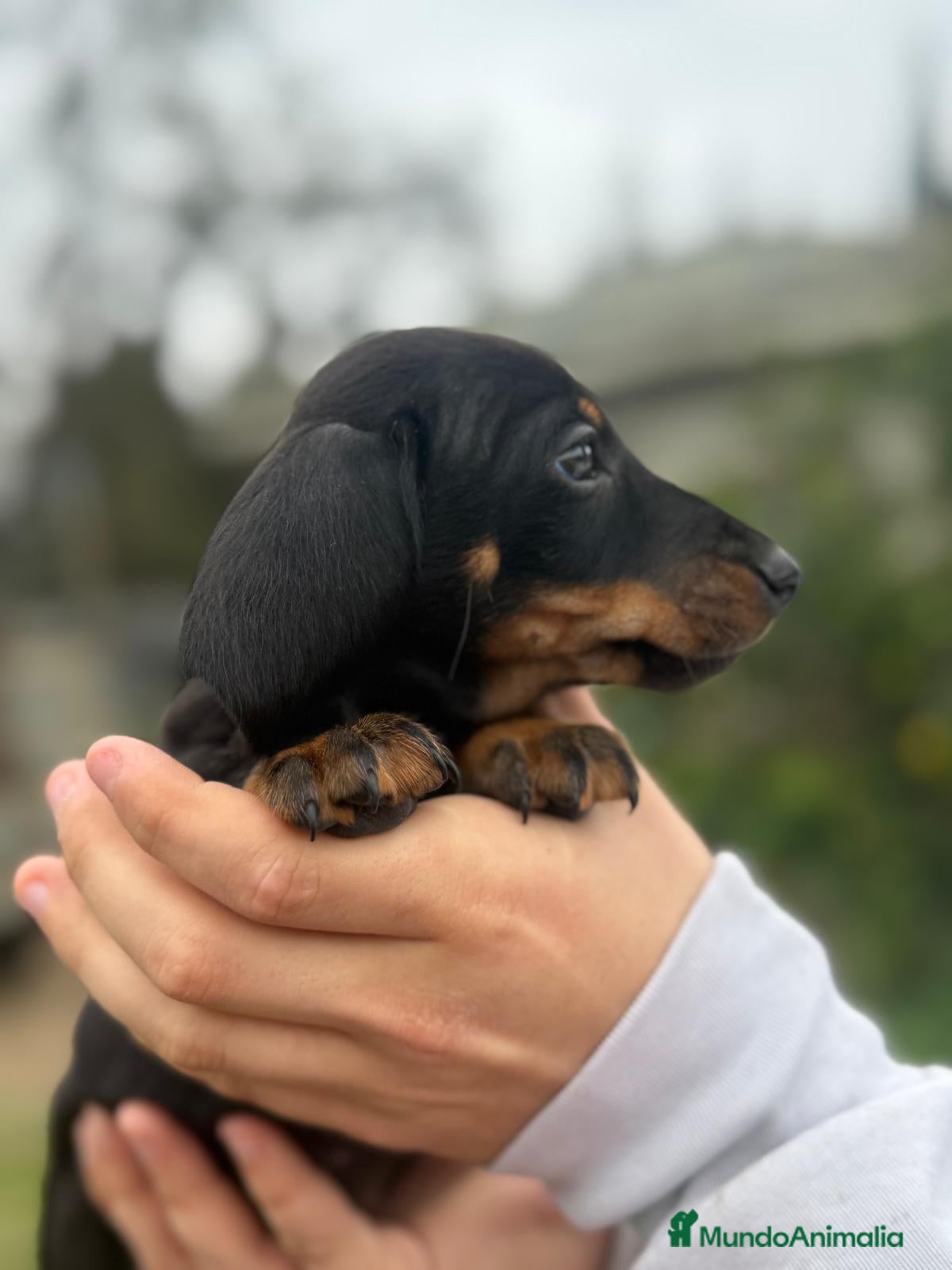 Teckel Miniatura perros Teckel negro fuego - Anuncio 1