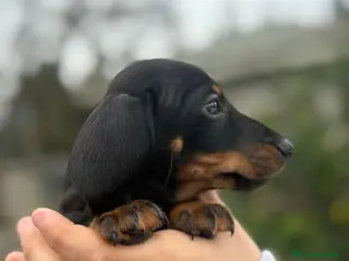 Teckel Miniatura perros Teckel negro fuego - Anuncio 1