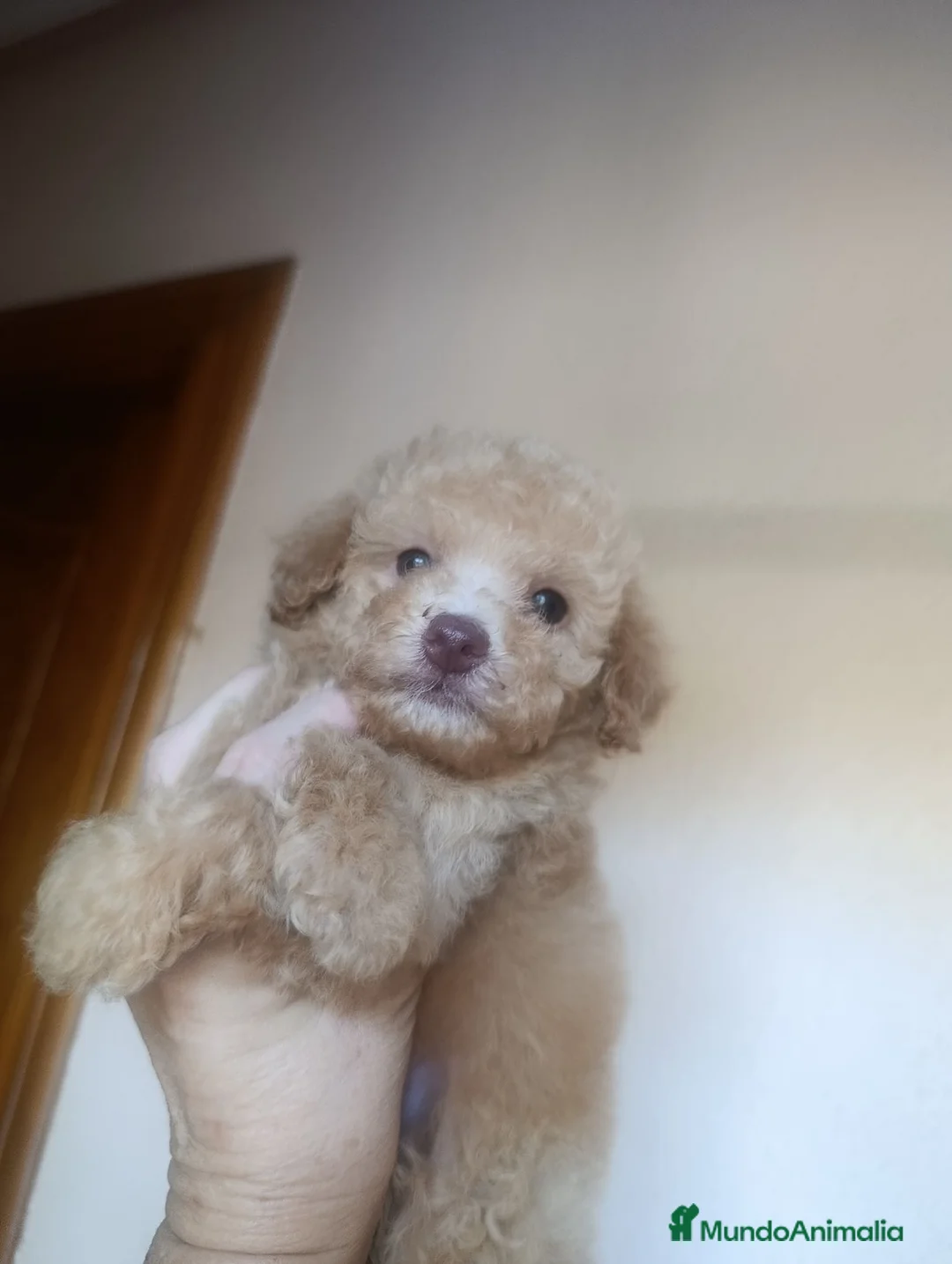 Caniche Toy perros en venta: CANICHE HEMBRA TOY EXCLUSIVA - Anuncio 4