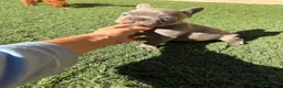 Bulldog Francés perros en venta: Bulldog francés Lilac  - Anuncio 2