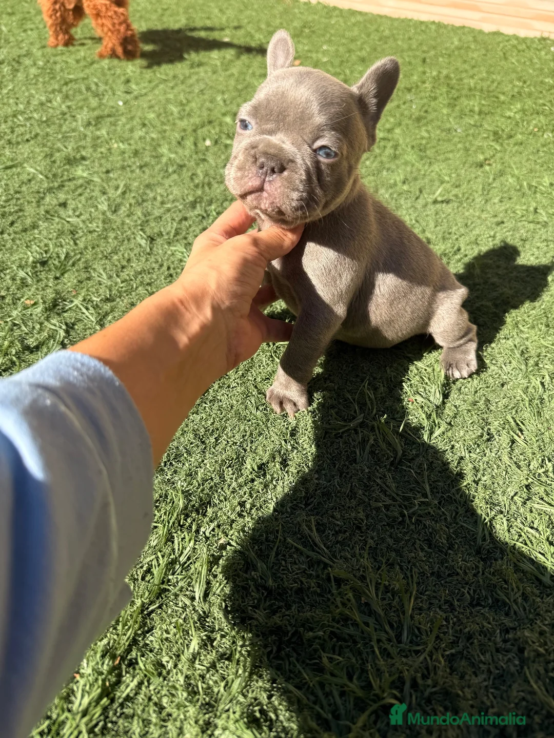 Bulldog Francés perros en venta: Bulldog francés Lilac  - Anuncio 2
