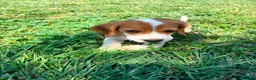 Beagle perros en venta: Beagle - Anuncio 7