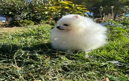 Pomerania perros en venta: Pomerania macho disponible !!!!! - Imagen 7