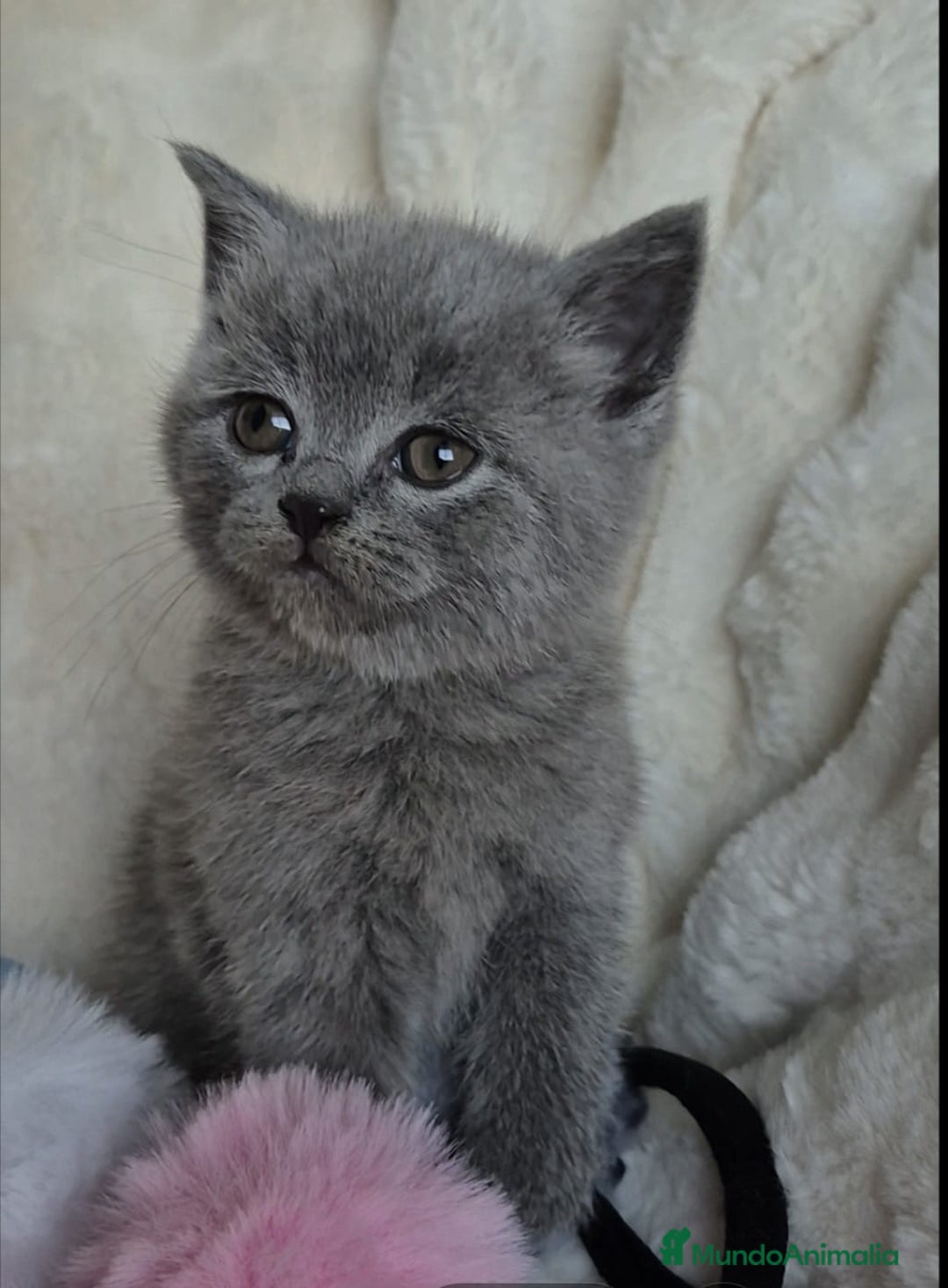 Británico de Pelo Corto gatos en venta: Brithis Blues silver y más gatos disponibles  - Anuncio 3