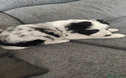 Border Collie perros en venta: Border collie en Badajoz - Imagen 1