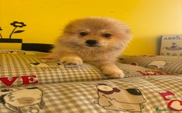 Pomerania perros en venta: Pomerania machos - Imagen 11
