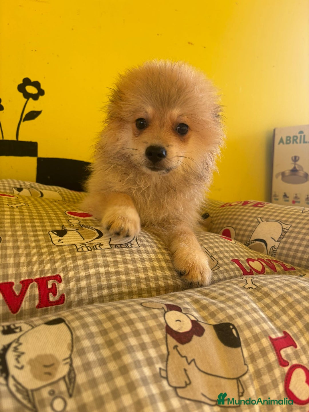 Pomerania perros en venta: Pomerania machos - Imagen 11