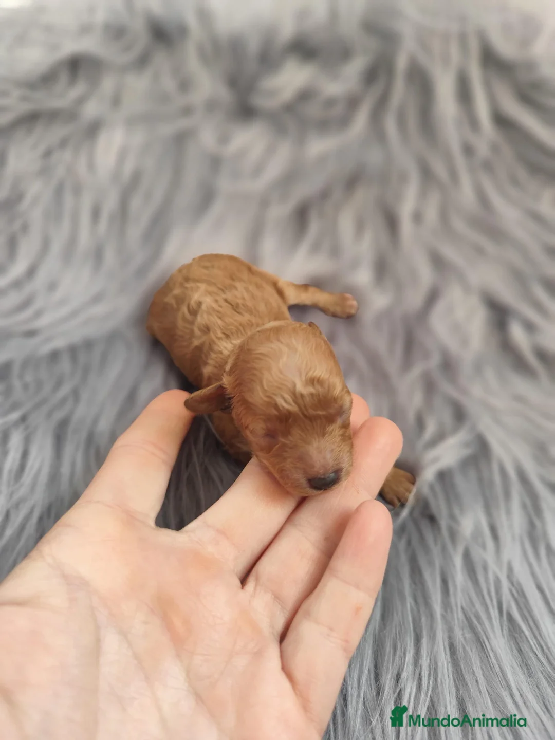 Caniche Toy perros en venta: Caniche tácita de te  - Anuncio 10