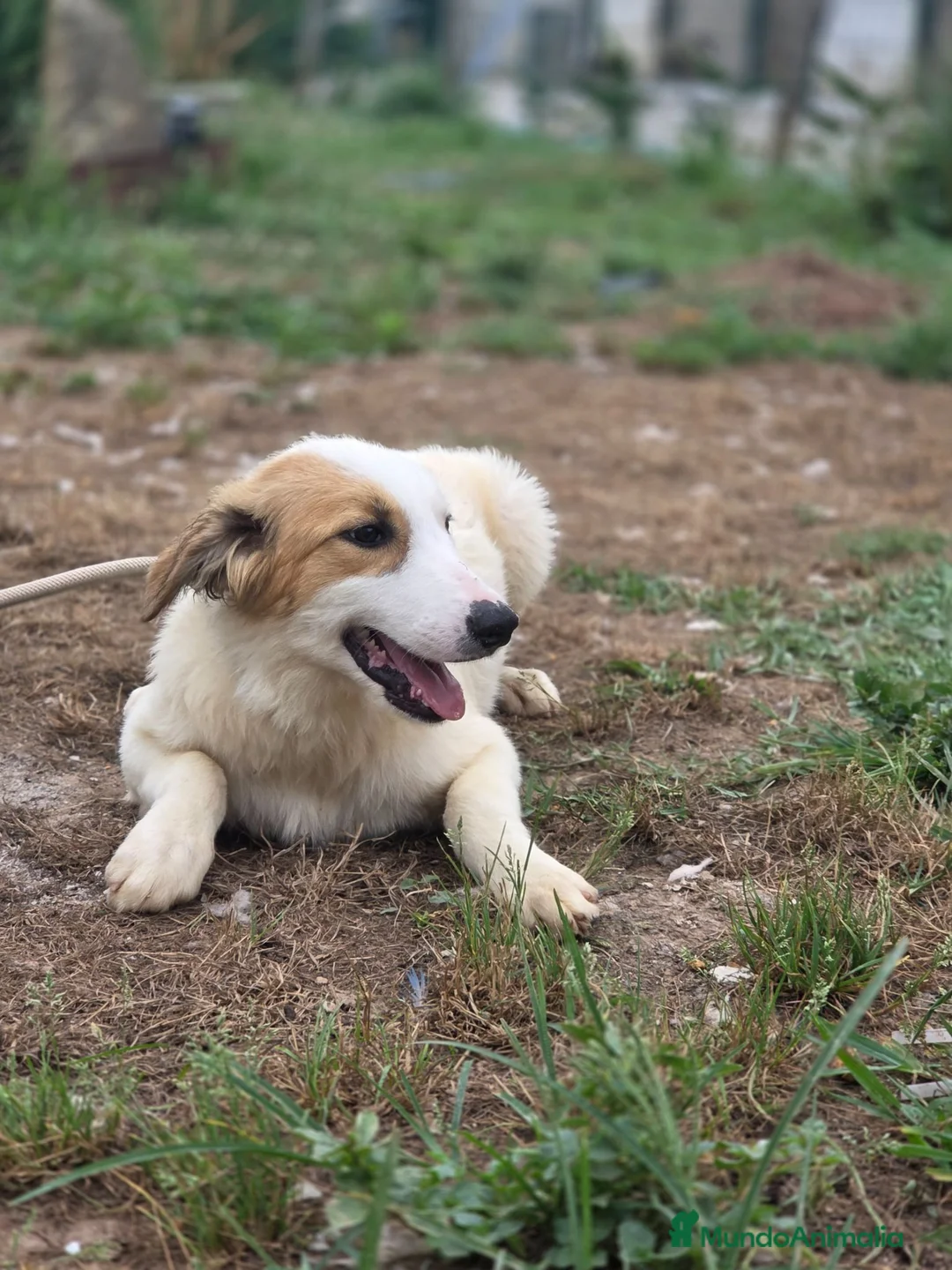 Border Collie perros en venta: Adopción  - Anuncio 2