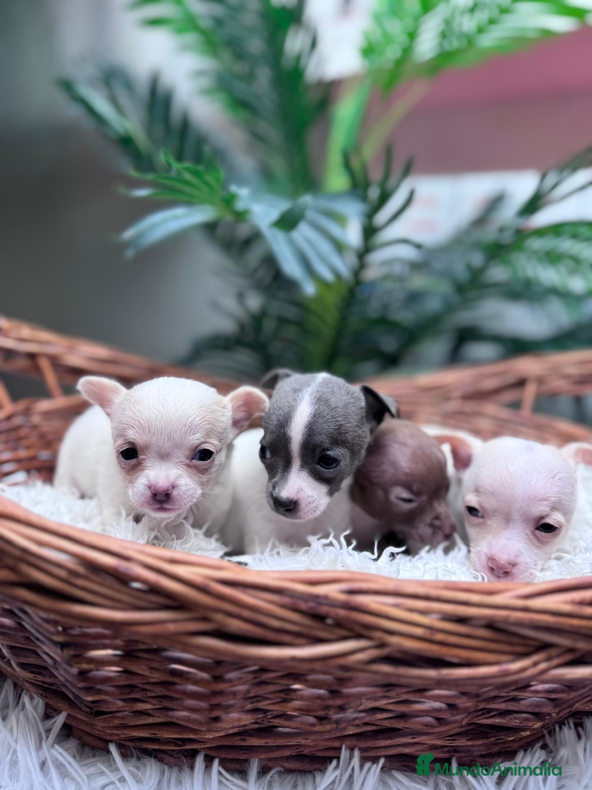 Chihuahua perros CHIHUAHUA  - Anuncio 2