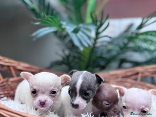 Chihuahua perros CHIHUAHUA - Anuncio 2