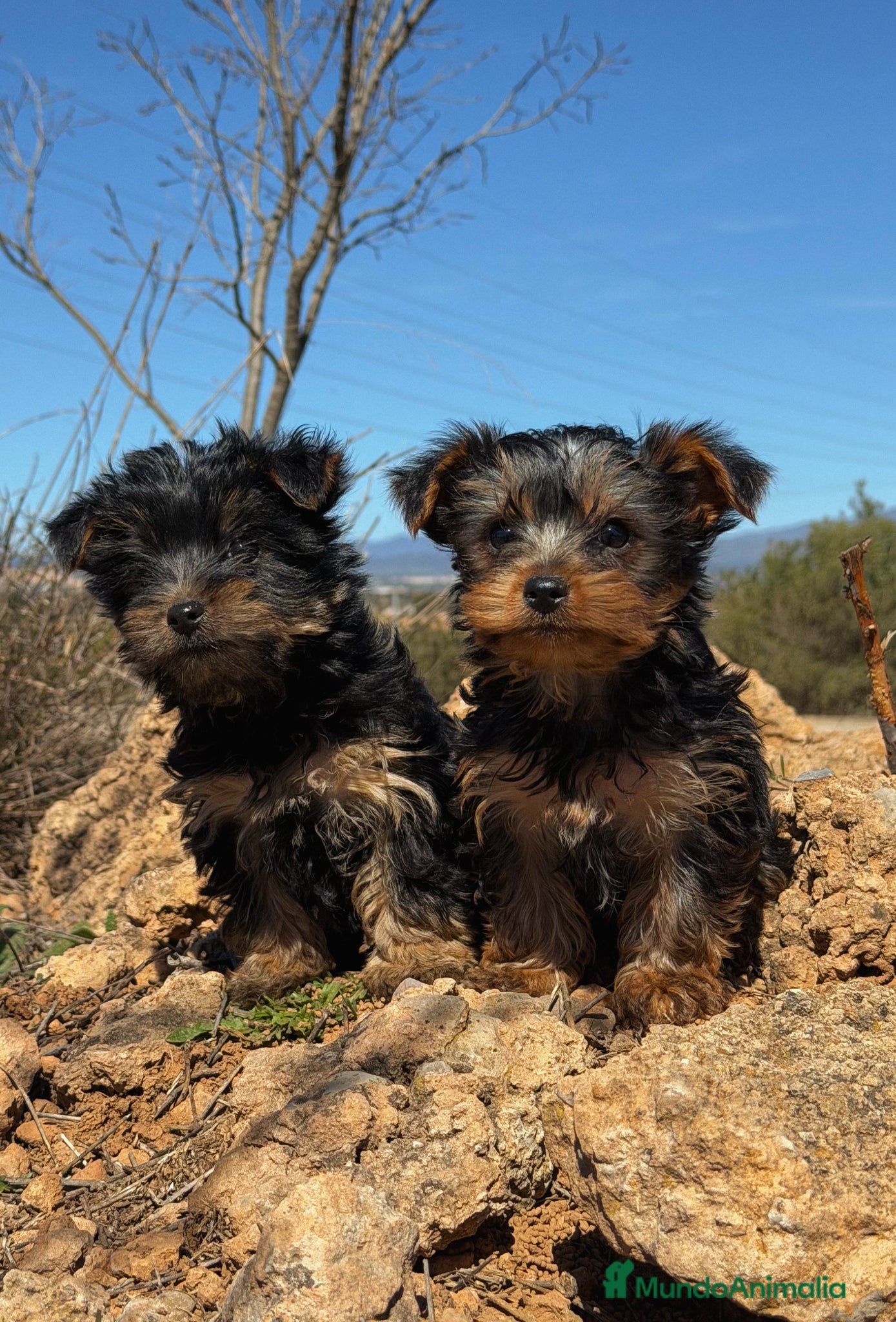 Yorkshire Terrier perros YORKSHIRE TERRIER HEMBRA - Anuncio 1