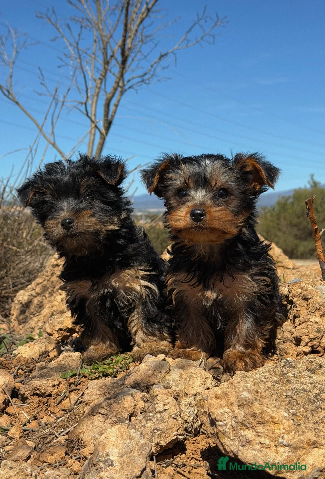 Yorkshire Terrier perros en venta: YORKSHIRE TERRIER HEMBRA - Anuncio 1
