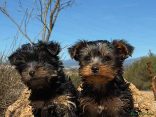 Yorkshire Terrier perros YORKSHIRE TERRIER HEMBRA - Anuncio 1