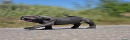 Cane Corso perros en venta: Cachorro de Cane Corso - Anuncio 7