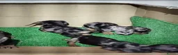 Teckel Miniatura perros en venta: ‼️‼️Disponibles preciosas teckel kaninchen  - Anuncio 3
