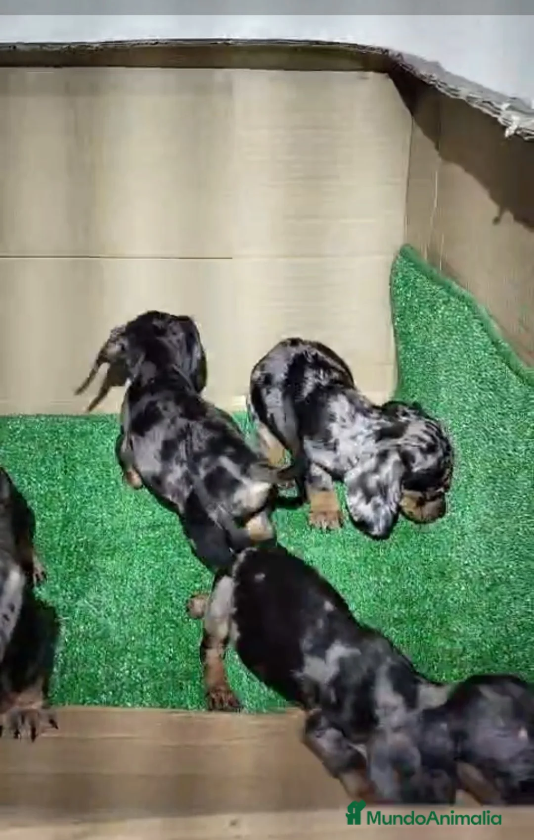 Teckel Miniatura perros en venta: ‼️‼️Disponibles preciosas teckel kaninchen  - Anuncio 3