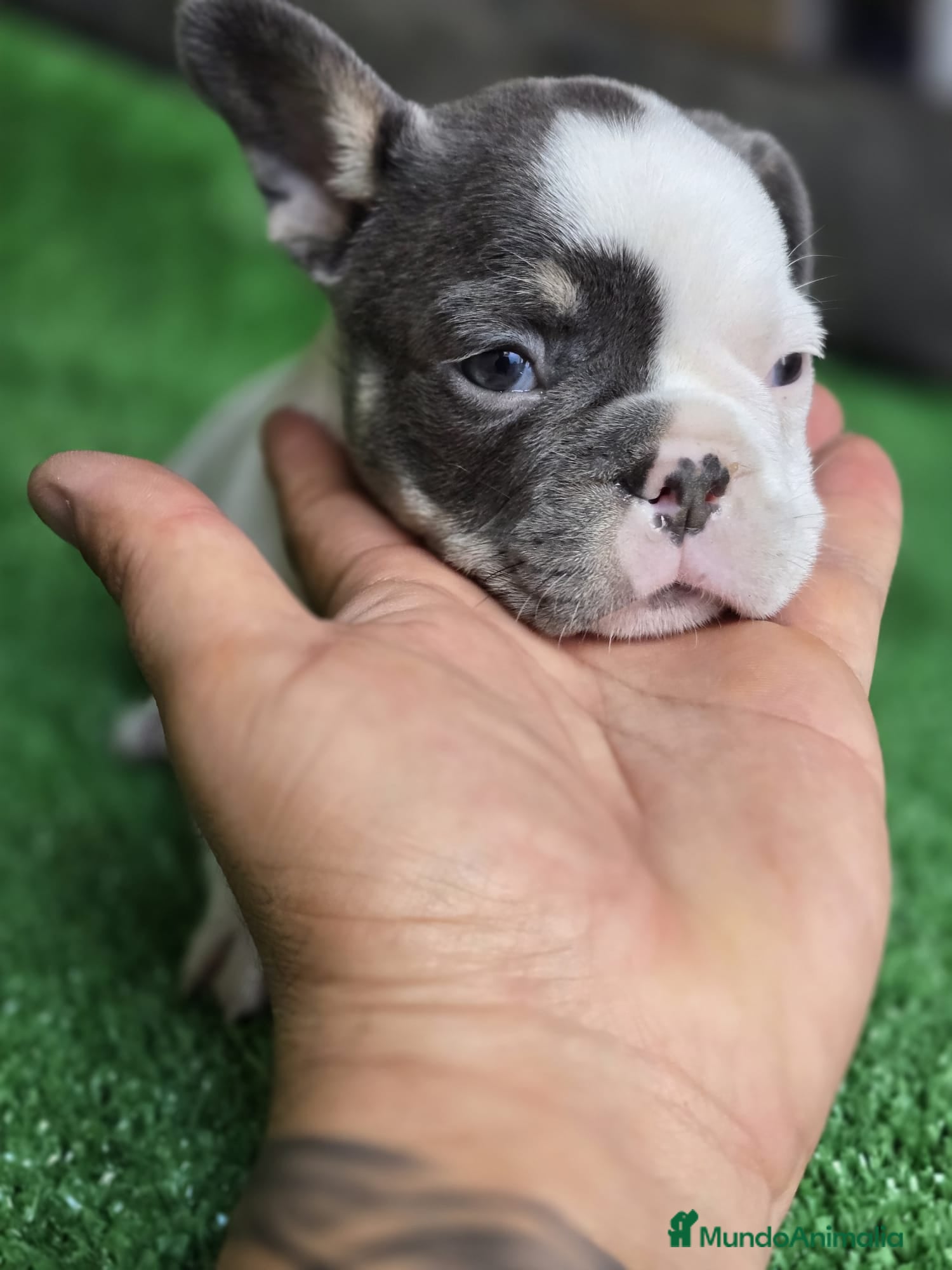 Bulldog Francés perros PRECIOSA CAMADA DE BULLDOG FRANCES  en Madrid - Anuncio 2
