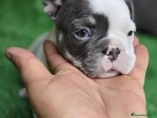 Bulldog Francés perros PRECIOSA CAMADA DE BULLDOG FRANCES en Madrid - Anuncio 5