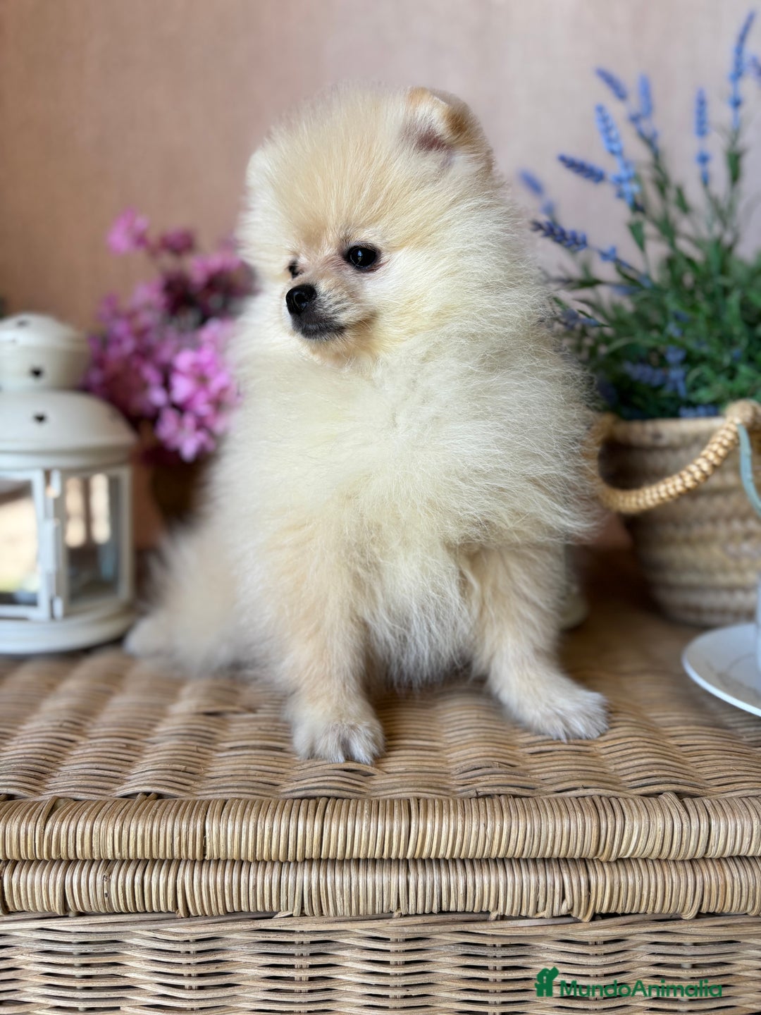 Pomerania perros en venta: Pomerania totalmente vacunado !!! - Anuncio 11