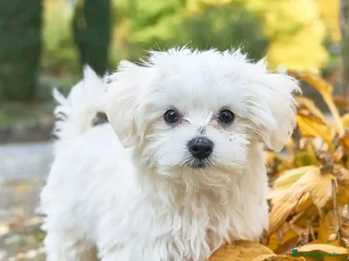 Bichón Maltés perros bichon maltes - Anuncio 1