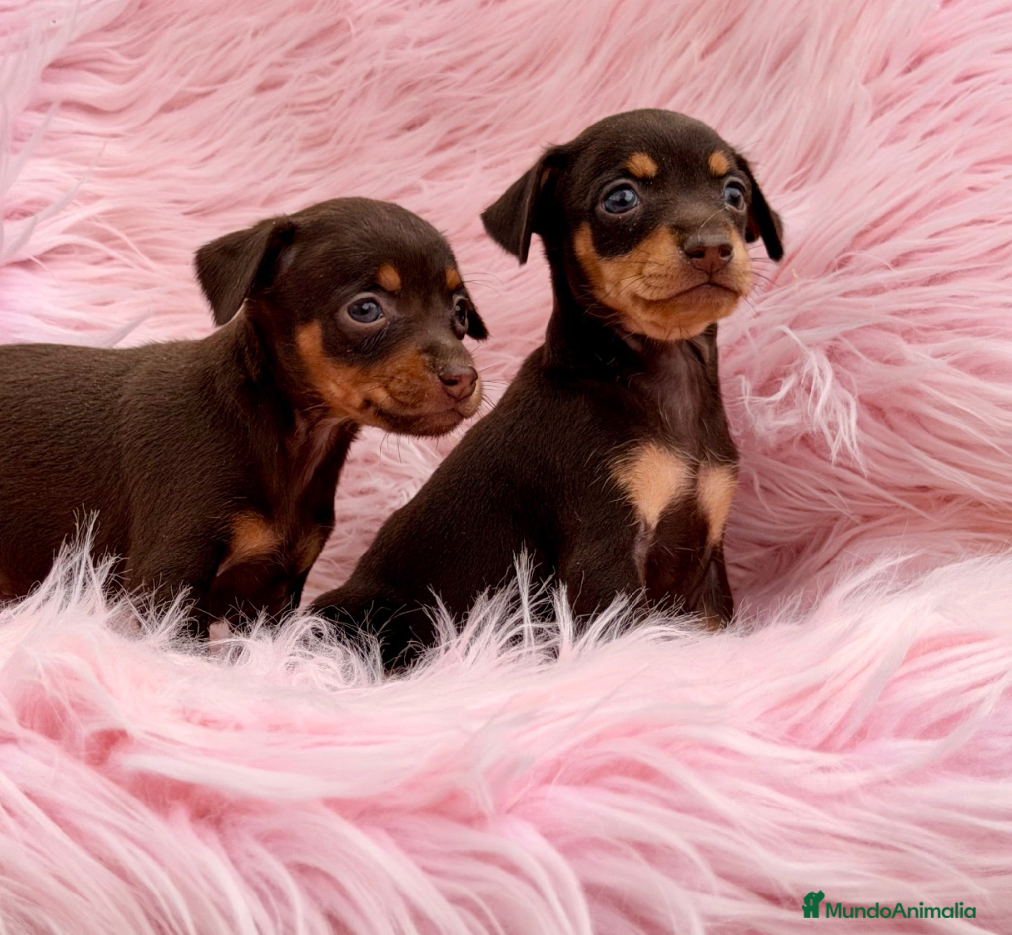 Pinscher Miniatura perros PINSCHER MINIATURA CHOCOLATE - Anuncio 3