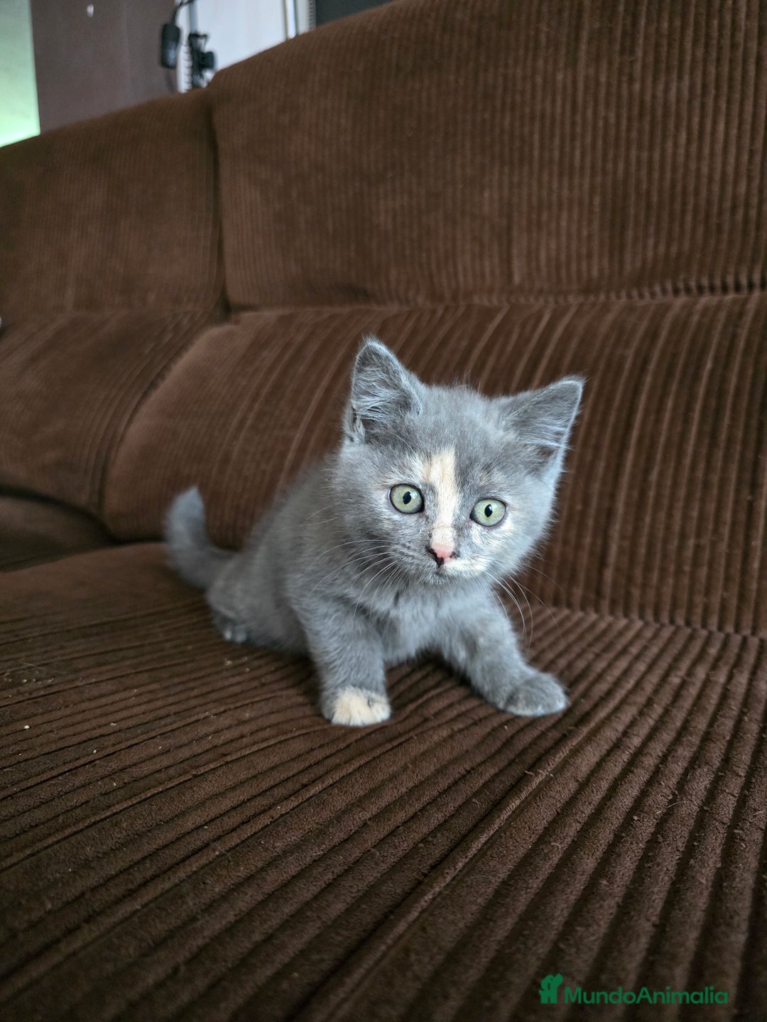 Británico de Pelo Corto gatos en venta: Gatcot.com - Imagen 1