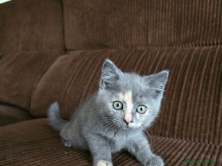 Británico de Pelo Corto gatos - Anuncio 5