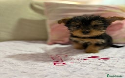 Yorkshire Terrier perros en venta: Yorkshire toy - Imagen 10