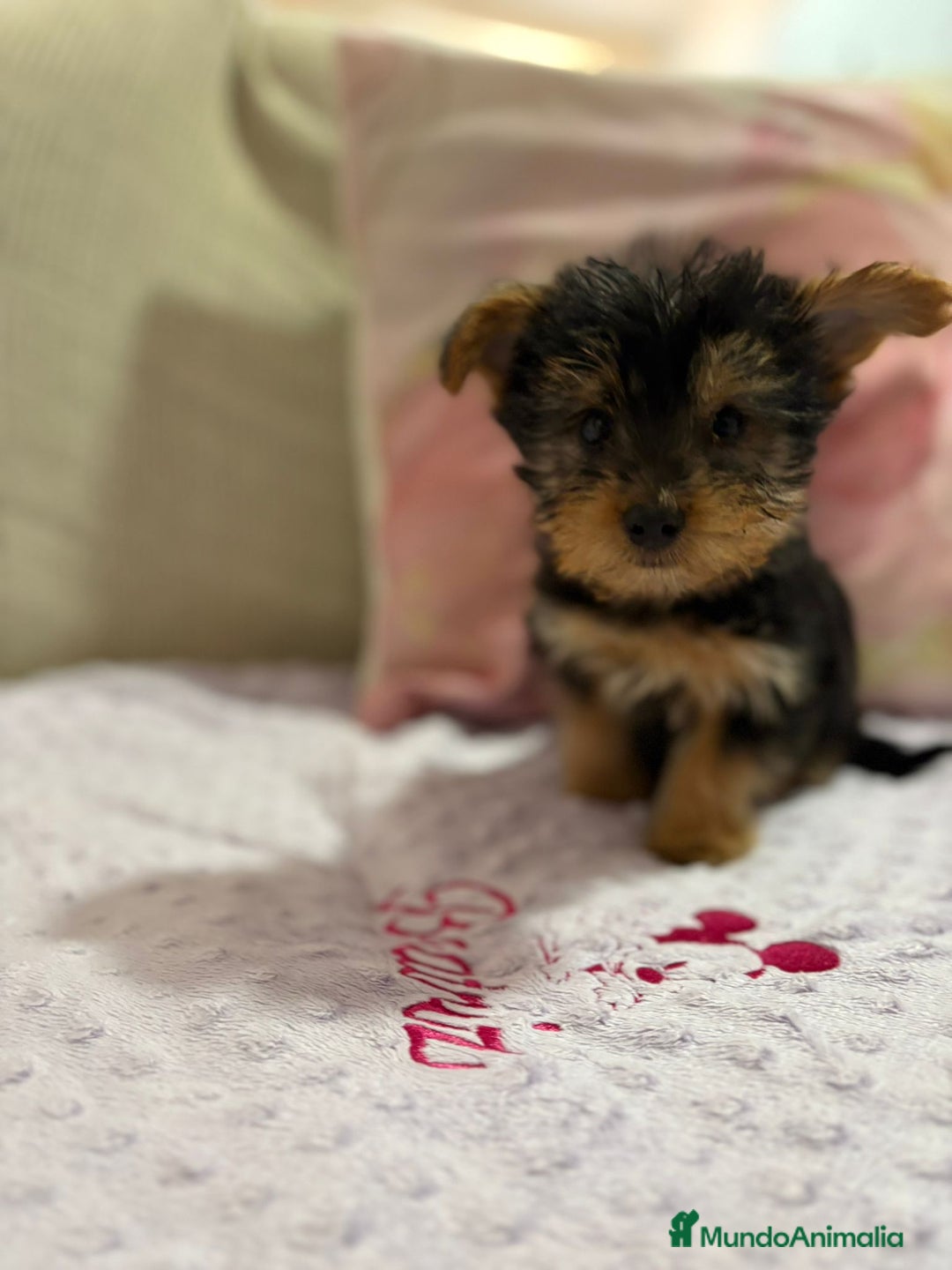 Yorkshire Terrier perros en venta: Yorkshire toy - Imagen 10