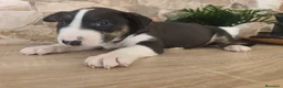 Bull Terrier perros en venta: Bull terrier tricolor en Toledo - Anuncio 4