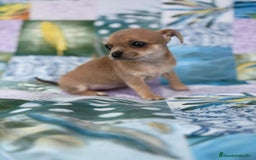 Chihuahua perros en venta: Chihuahua toy - Imagen 6