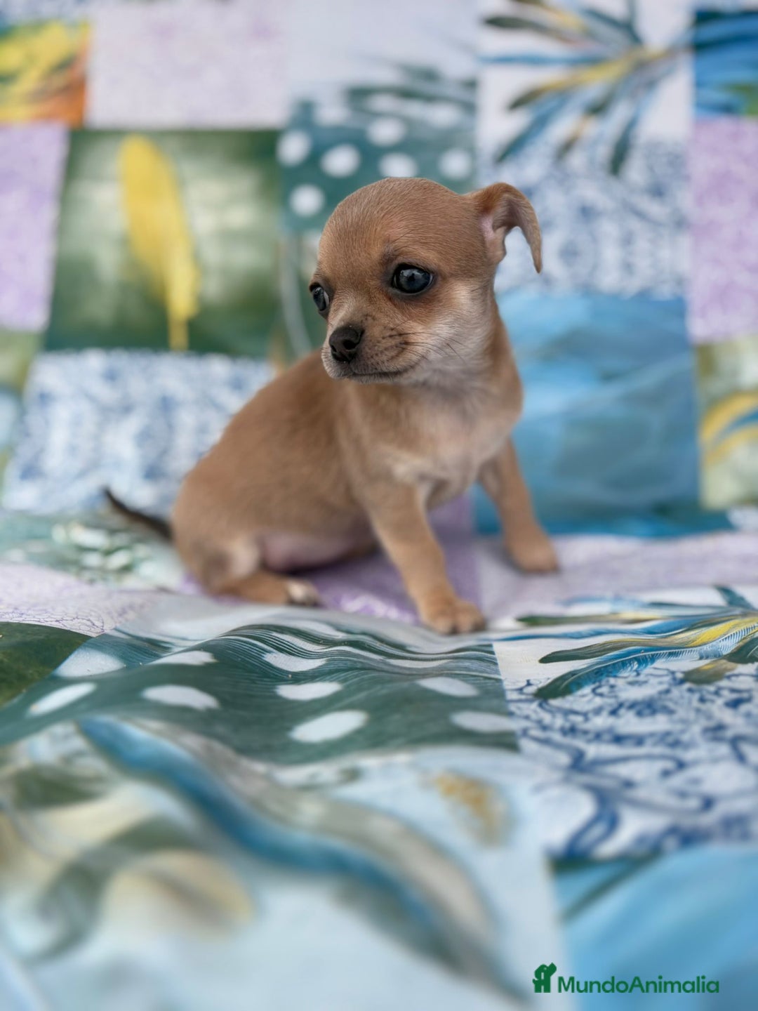 Chihuahua perros en venta: Chihuahua toy - Imagen 6