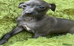 Pequeño Lebrel Italiano perros en venta: Piccolo  gris humo  - Imagen 2