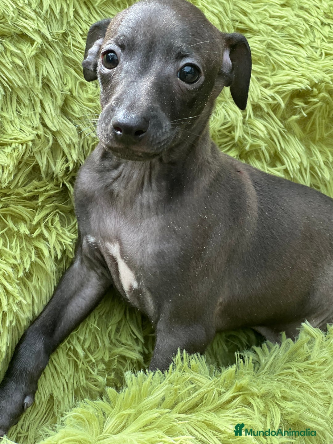 Pequeño Lebrel Italiano perros en venta: Piccolo  gris humo  - Imagen 2