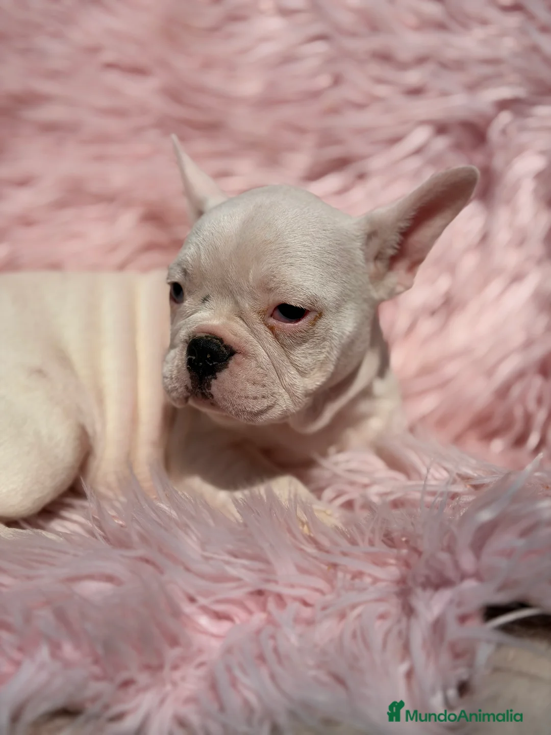Bulldog Francés perros en venta: Bulldog hembra blanca  - Anuncio 2