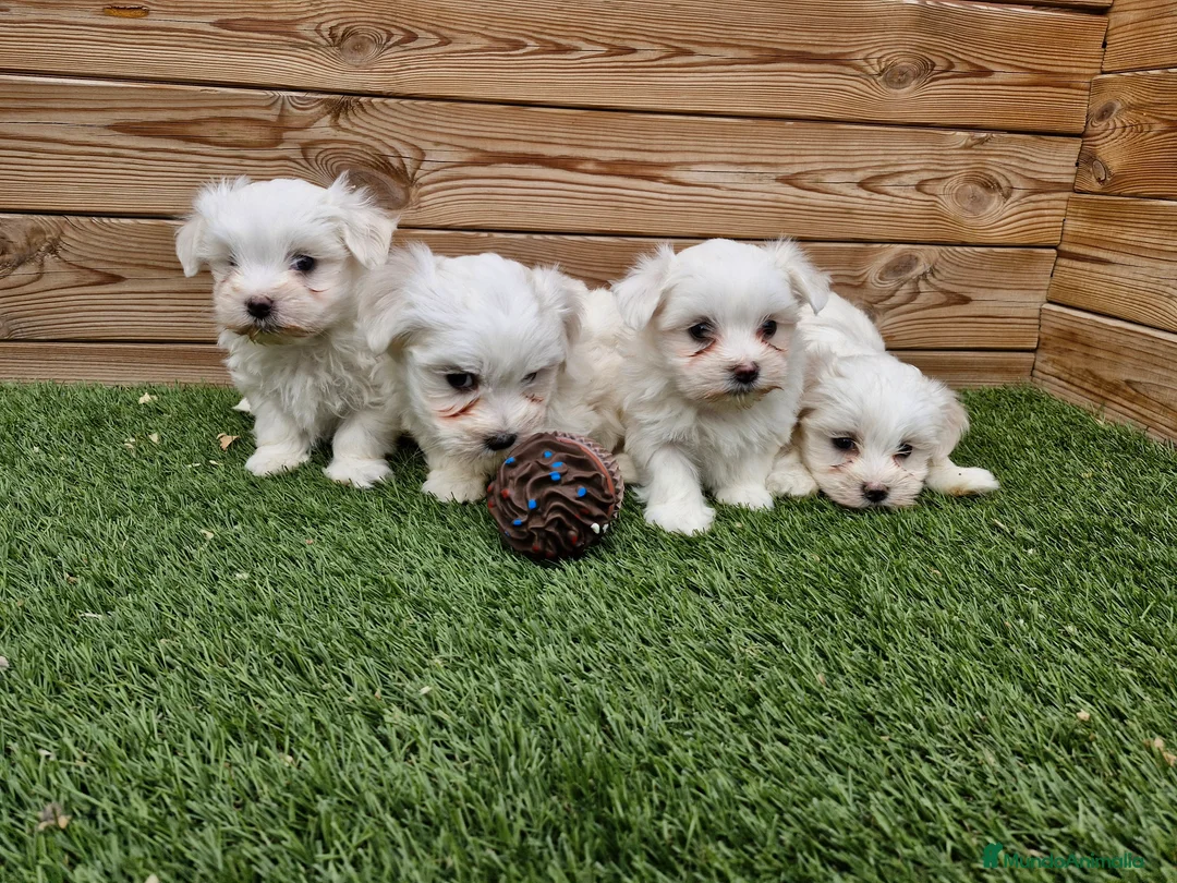 Bichón Maltés perros en venta: BICHON MALTES  en Barcelona - Anuncio 3