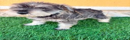 Schnauzer Miniatura perros en venta: Schnauzer miniatura sal y pimienta  - Anuncio 4