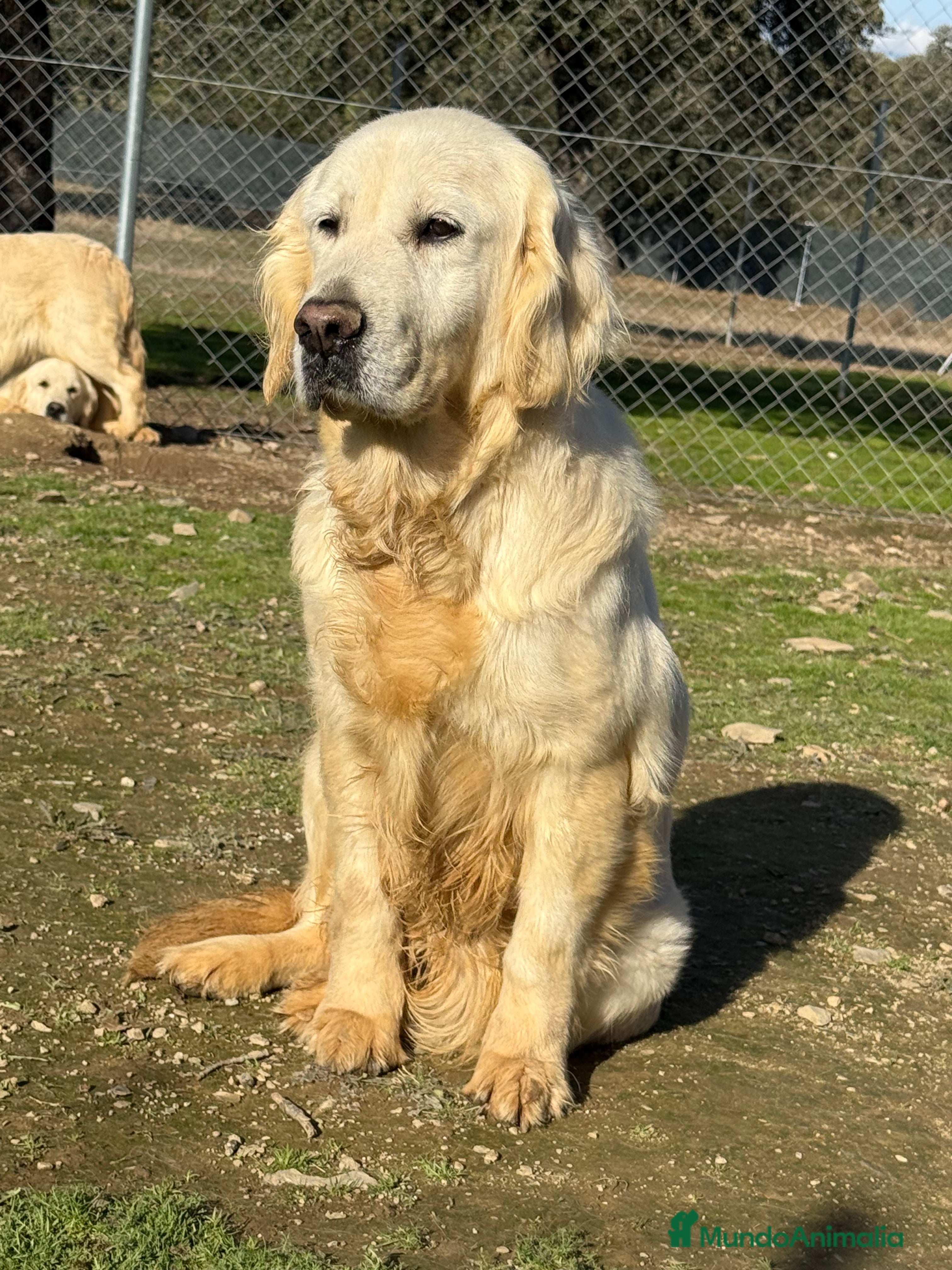 Golden Retriever perros GOLDEN RETRIEVER  - Anuncio 2